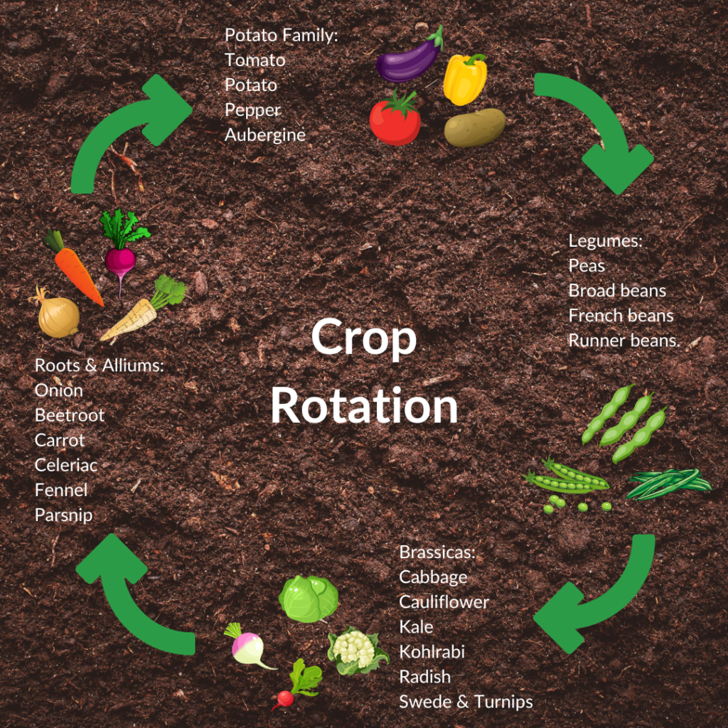 The Advantages of Crop Rotation: A Smart Strategy for Sustainable Agriculture