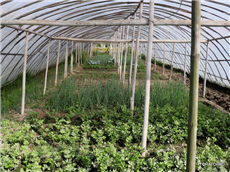 सफलताको कथा – तरकारी खेती गरेरै मनग्ये आम्दानी