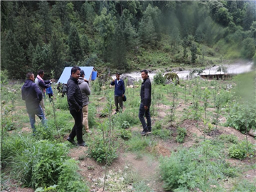 जग्गाको चक्लाबन्दी गरेर स्याउ र ओखर खेती