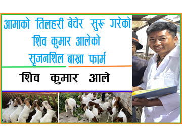 तनहुँको भिमादमा प्रत्येक घरमा बोयर बाख्रा पालन  यसरी भयो सम्भव 