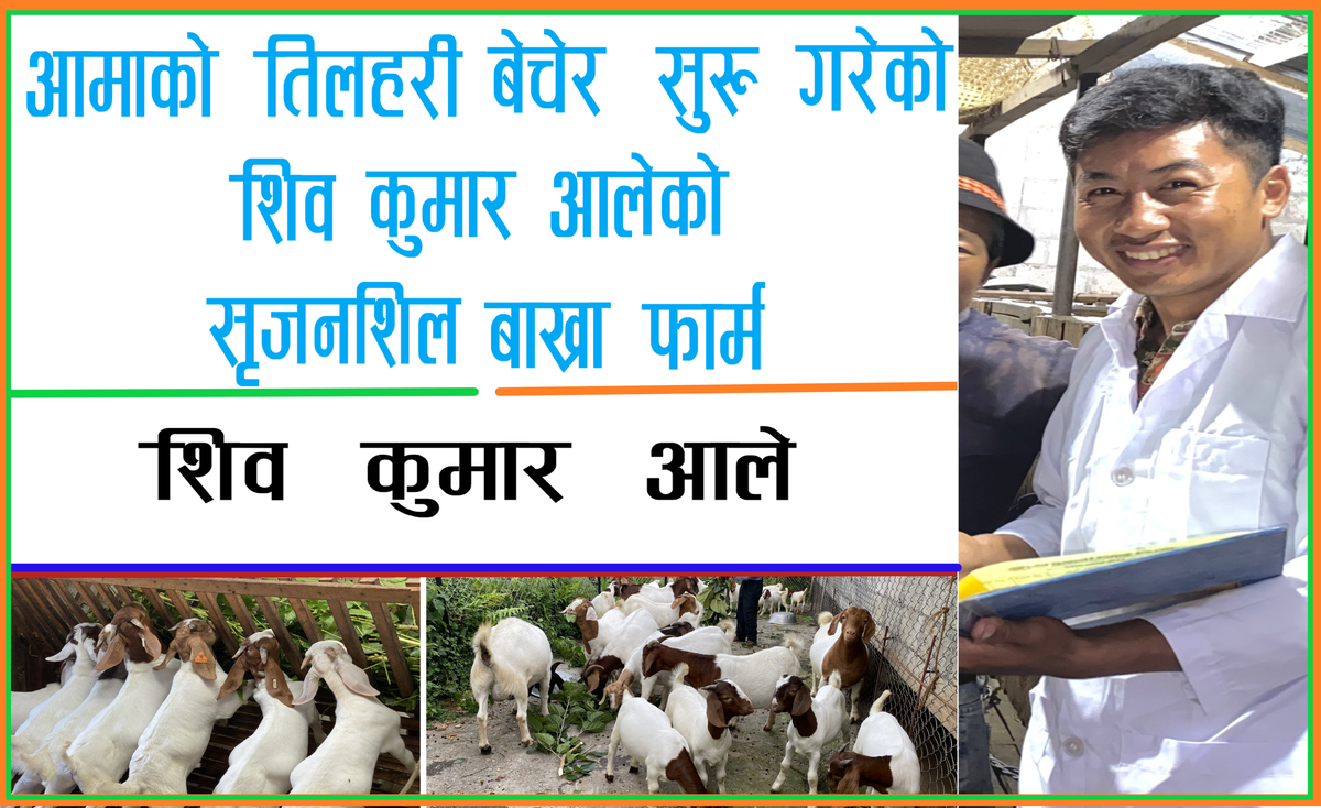 तनहुँको भिमादमा प्रत्येक घरमा बोयर बाख्रा पालन  यसरी भयो सम्भव 